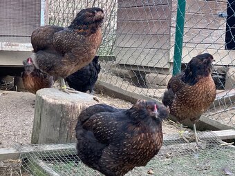 Araucana kuriatka - 8