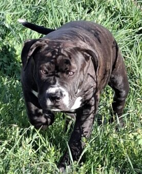 AMERICAN BULLY - 8