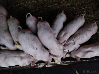 Predám odstavčatá - 8
