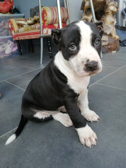 American Bully XL, šteniatka 8 týždňov - 8