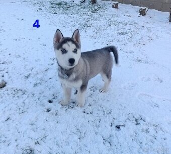 Sibírsky husky - 8