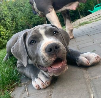 American Bully XL, Americký stafordšírský teriér, - 8