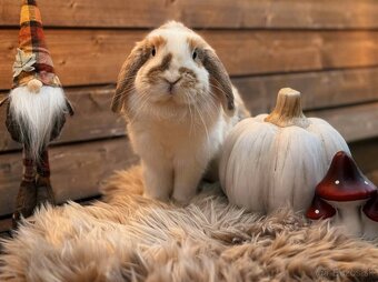 🎃🧡 minilop králiky🎃🧡 s vp - 8