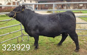 Plemenný býk Aberdeen Angus - vakcinovaný na Bluetongue - 8
