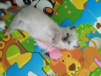 Ragdoll - 8