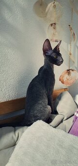 Cornish rex s PP - 8