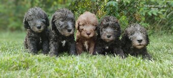 Bedlington teriér - 8