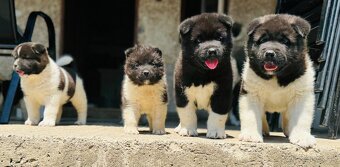 Americká Akita - 8