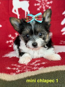 Biewer yorkshire terrier - 8