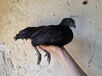 Ayam cemani - 8