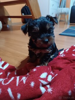 Yorkshirsky teriér - 8