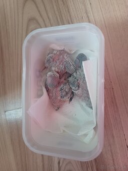 Predám mladučké andulky na ručné dokrmovanie - 8