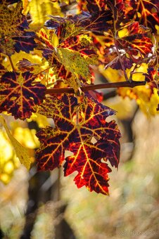 Nikon Nikkor 28-200mm 1: 3.5-5.6G IF - 8