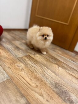 Pomeranian s PP - 8