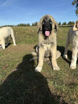 Predám šteniatka kangaly - 8