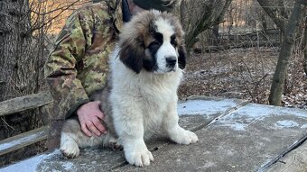 Štenata Moskovsky strážny pes - 8