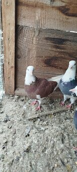 Birminghamske Kotrmeliaky - 8