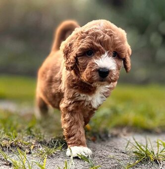Maltipoo Cavapoo GoldenDoodle - 8