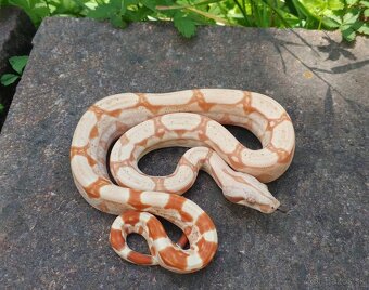 Boa imperator - Scoria Paradigm, IMG Arctic, IMG Paradigm - 8