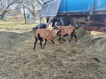 Kamerunske ovce/barany 2ks - 8