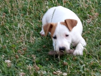 Jack russel teriér - 8