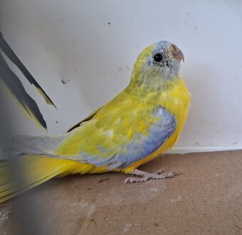 Neoféma tyrkysová žltobruchá - 8