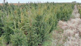 Tis, Taxus, červienka tuja-Nitra a okolie - 8