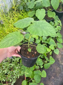 Paulownia Tomentosa rýchlorastúci strom - 8