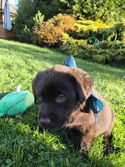 Šteniatka labrador a hnedá suka IHNEĎ - 8