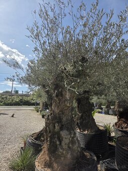 ‼️Akcia‼️ Olivovníky Bonsai - 8