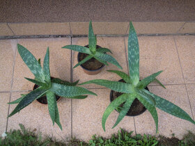 Aloe vera - rastlina v kvetináči, zemina s mykorízou - 8