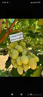 Predám sadenice viniča - 8