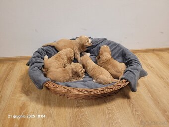 Anglický kokeršpaniel s rodokmeňom PL - 8