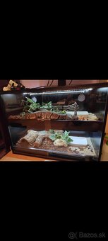 Python regius (Pytón Kráľovský) párik + tera - 8