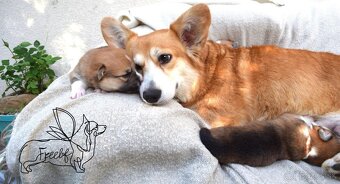 Welsch corgi pembroke - 8