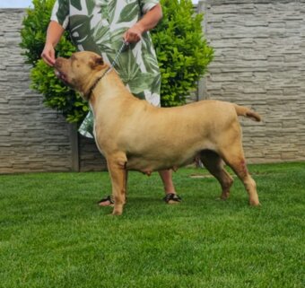 American bully - 8