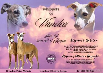 Šteniatka Vipet / Whippet - 8