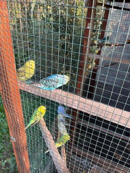 Andulky z volieri - 8