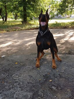 Prijmem rezervácie  na steniatka doberman - 8