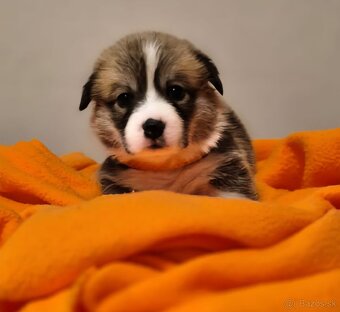Welsh corgi pembroke - 8