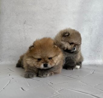Pomeranian mini - 8