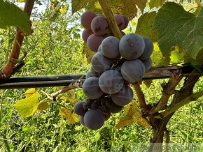 Ovocný sad s vinohradom v chatovej oblasti vo Svätom Petr - 8