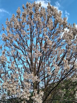 Paulownia - 8