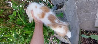Mainska myvalia, Mainne coon,Mco - 8