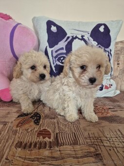 Maltipoo - 8