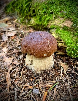 Sušené hríby ( dubáky, modráky, suchohríby ) - 8