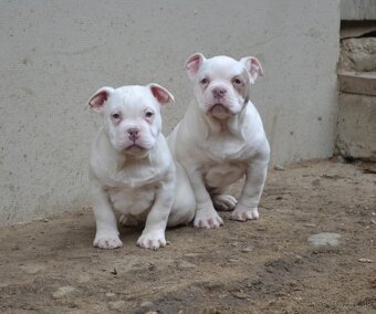 American bully pocket/ standatd - 8