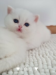 Britské point mačiatka s modrými očami - 8