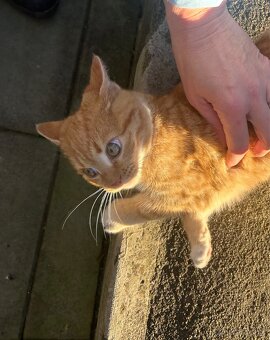 Maciatka darujem - 8