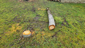 Orechové drevo - guľatina a čerešňa zdarma - 8